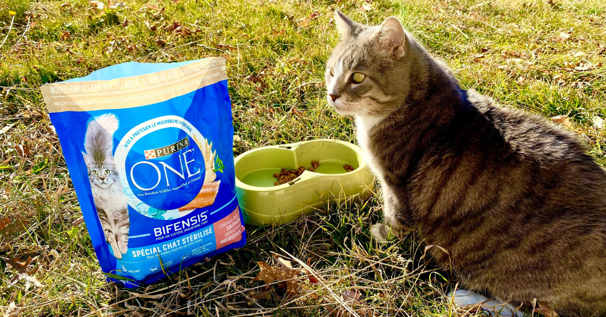 Case Study nano influencer pet food