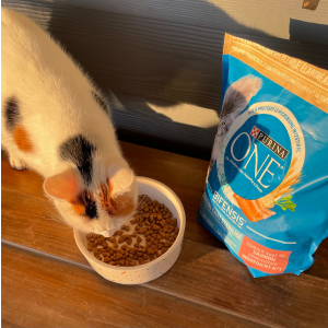 Case Study nano influencer pet food