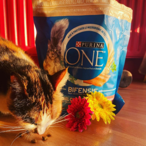 Case Study nano influencer pet food