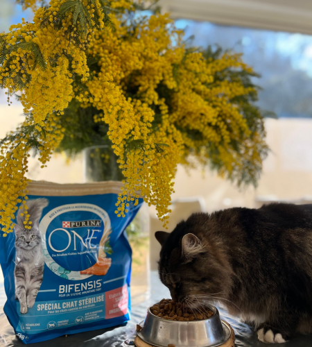 Case Study nano influencer pet food