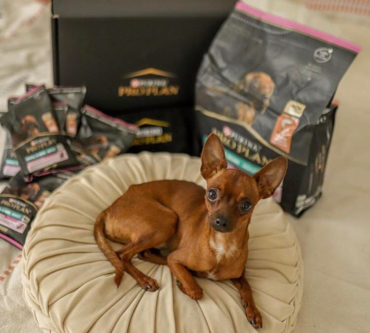 Purina® PRO PLAN® Dog Small & Mini Case Study