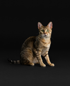 Purina Pro Plan Ratings and Reviews campign